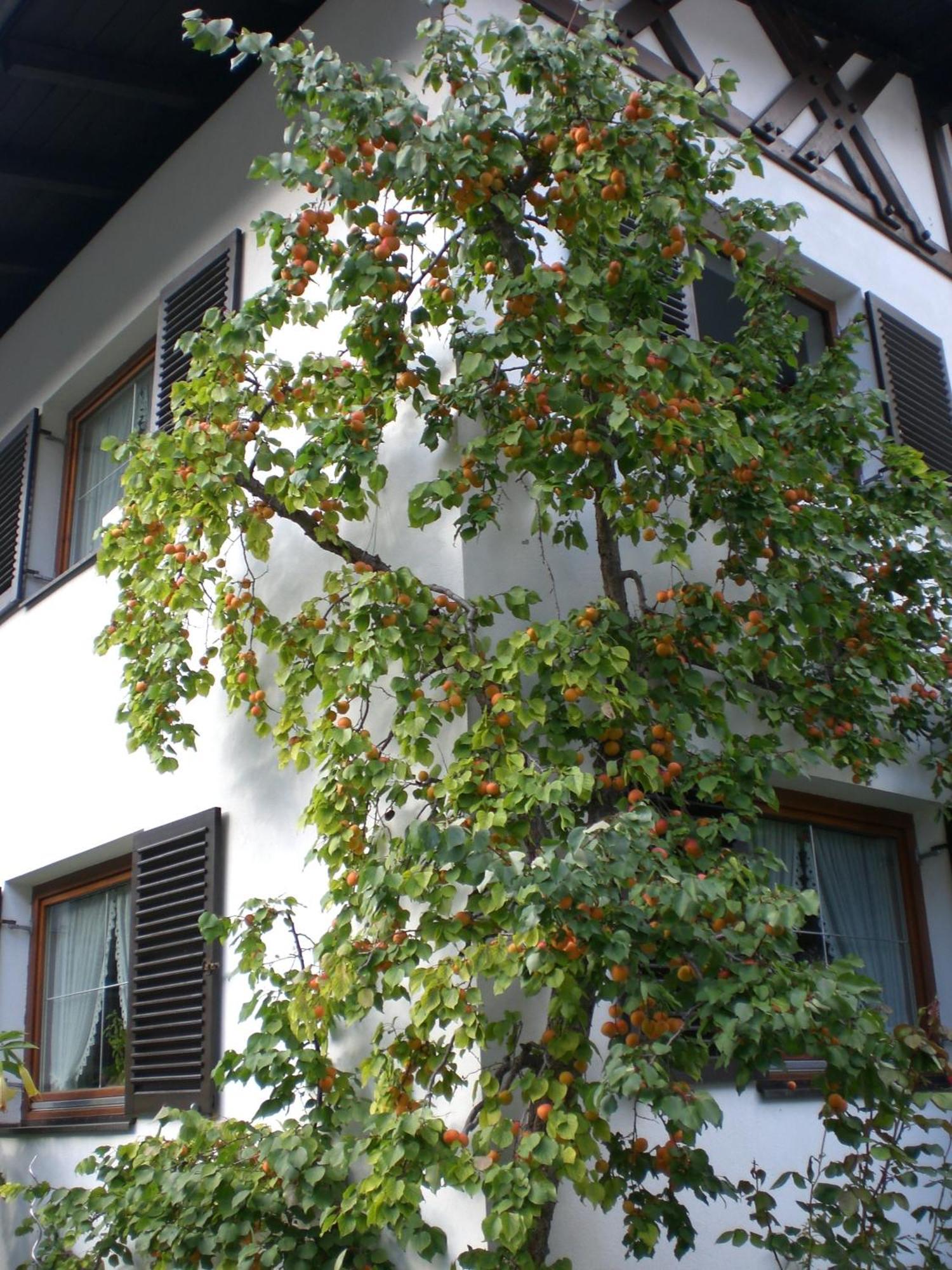 Ferienwohnung Familie Hoefler Längenfeld Exterior foto